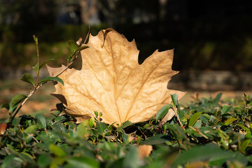 Close up photo of a fallen autumn leaf