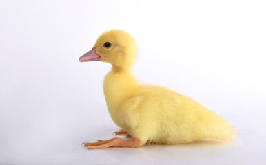yellow duckling