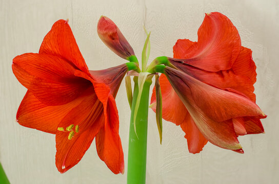 red amaryllis flower closeup shot on a white  background