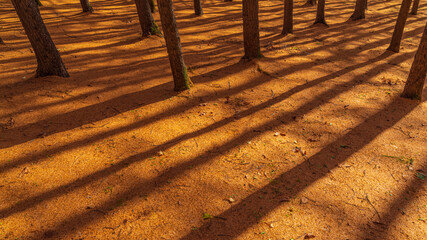 落葉したカラマツの絨毯　北海道　秋