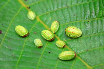 moth larvae on plants in nature