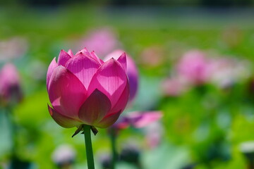 pink lotus flower