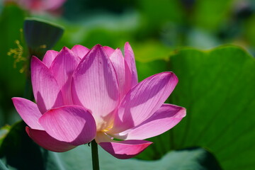 Obraz premium pink lotus flower