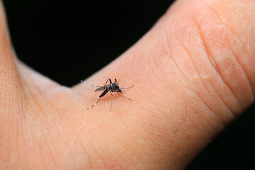 Aedes albopictus sucks blood on people's hands