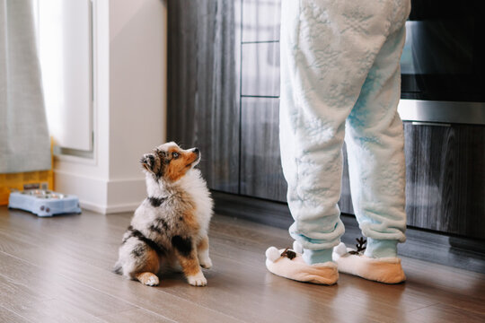 Pet owner training puppy dog to obey. Cute small dog pet sitting on floor looking up on its owner. Furry friend puppy waiting for treat food. Home life with domestic animal. Well behaved animals.