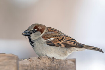 Close Up of a Feeding Male House Sparrow 