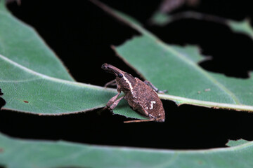 weevil is on the leaves outdoors