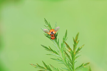 Flies on plants in the nature, North China Plain