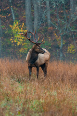 Elk at the Edge of the Woods