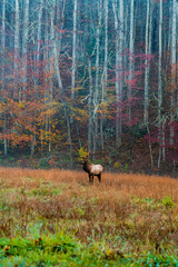 Elk Standing in a Meadow