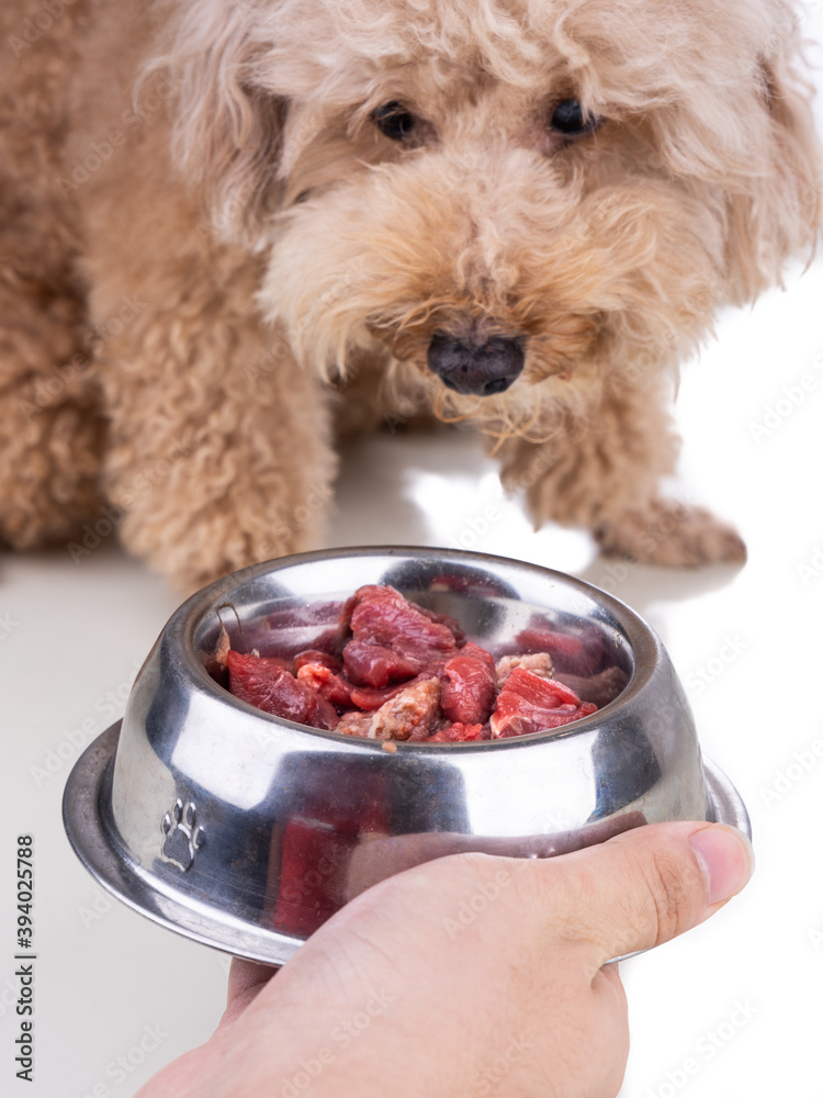 Wall mural Hand feeding chunky raw meat barf diet to healthy dog on white background