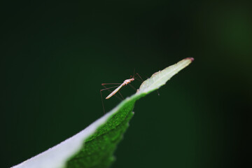 stinkbug on plant leaves in nature, North China Plain