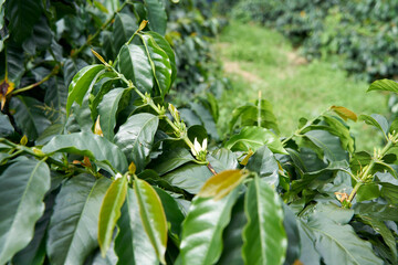 Branches with coffee flowers, grown in Colombia’s coffee axis