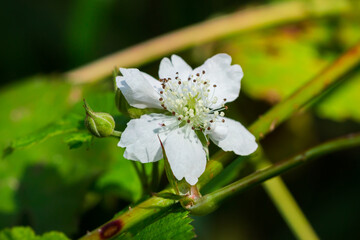 The European dewberry (lat. Rubus caesius), of the family Rosaceae.