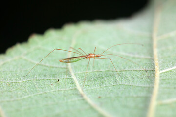 stinkbug on plant leaves in nature, North China Plain