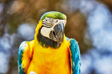 Blue and Gold Macaw Profile