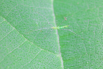 stinkbug on plant leaves in nature, North China Plain