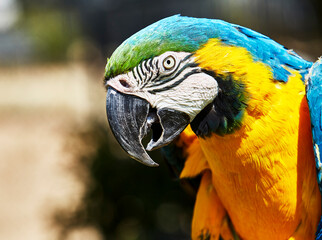 Profile of a Blue and Gold Macaw