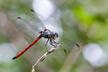 Image of an Asiatic Blood Tail dragonfly(Lathrecista asiatica) on a tree branch. Insect. Animal.