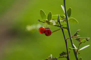 wild fruit