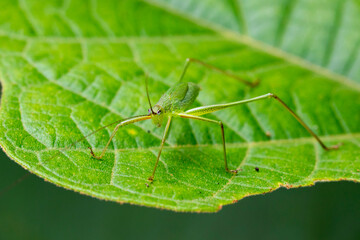 Fototapeta premium Image of green grasshopper (Small Green Leaf Katydid.,Orthelimaea leeuwenii) on green leaves. Insect Animal