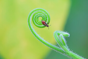 stinkbug on plant leaves in nature, North China Plain