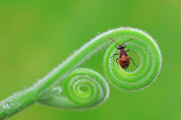 Fototapeta premium stinkbug on plant leaves in nature, North China Plain