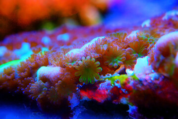 Ultra macro shot on montipora polyps sps coral - obrazy, fototapety, plakaty