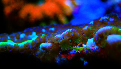 Ultra macro shot on montipora polyps sps coral - obrazy, fototapety, plakaty