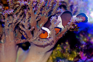 Amphiprion Ocellaris Clownfish - The most popular saltwater fish for coral reef aquarium tanks