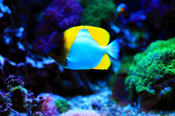 Fototapeta na wymiar undersea, fish in aquarium, care, seawater, rare, new, reef safe, photography, butterfly, mariculture, photo, zoster, pacific, tropics, background, colorful, exotic, coral, sealife, body, white, omniv