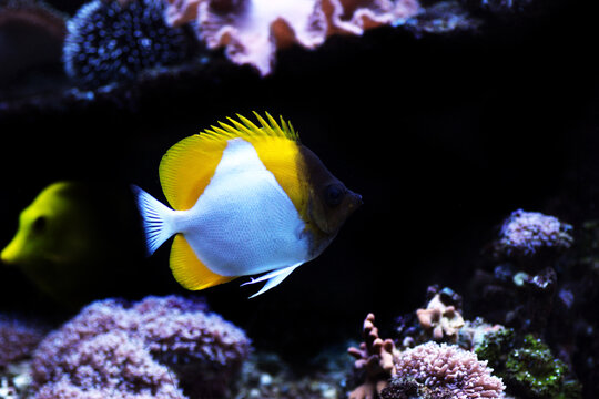 undersea, fish in aquarium, care, seawater, rare, new, reef safe, photography, butterfly, mariculture, photo, zoster, pacific, tropics, background, colorful, exotic, coral, sealife, body, white, omniv