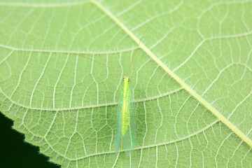 Chrysopa Chrysopa inhabits wild plants in North China