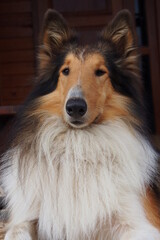 close up of collie dog