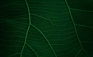 green leaves pattern background, natural background and wallpaper, green leaves texture, nature background