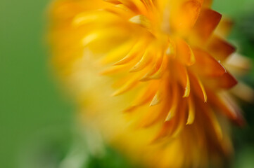 Golden macro flower