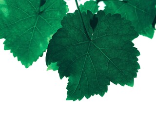 green maple leaf,Green leaves pattern background