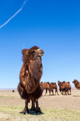 The Bactrian camel, also known as the Mongolian camel, is a large even-toed ungulate native to the steppes of Central Asia. It has two humps on its back, in contrast to the single