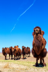 The Bactrian camel, also known as the Mongolian camel, is a large even-toed ungulate native to the steppes of Central Asia. It has two humps on its back, in contrast to the single