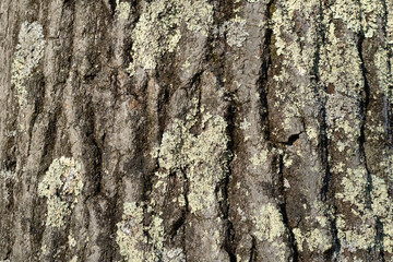 Lichen On Bark