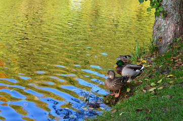 Wild ducks on the pond