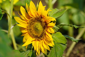 Fototapeta premium 風景