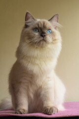 close up of persian cat