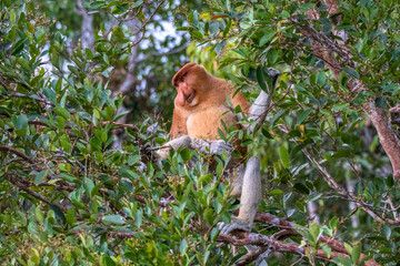 The proboscis monkey (Nasalis larvatus) or long-nosed monkey - obrazy, fototapety, plakaty