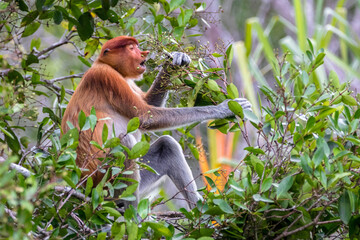 The proboscis monkey (Nasalis larvatus) or long-nosed monkey