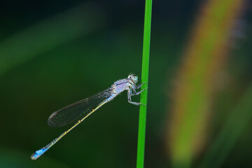Damselflies perch on green leaves