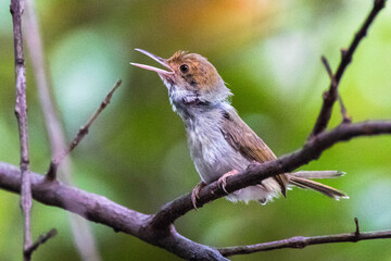 The bar-winged prinia (Prinia familiaris)