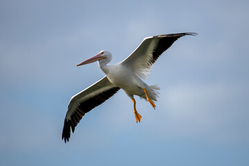 Fototapeta na wymiar American White Pelican