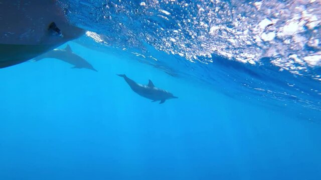 Dolphins swim next to tour boat. Underwater Bora Bora Tahiti. Exotic island clear water. French Polynesia. Family and honeymoon activities on tropical island - snorkeling and diving tour.