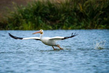 American White Pelican